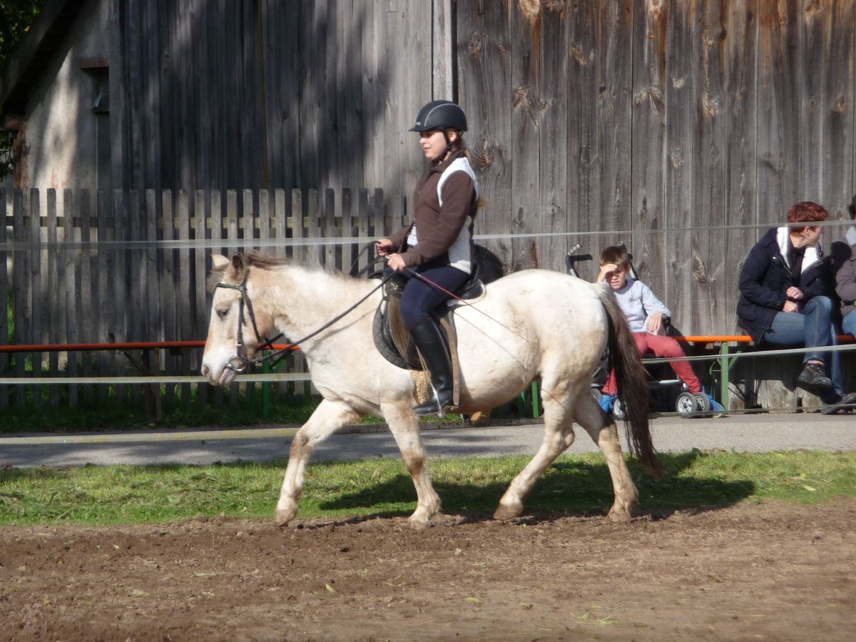 Other Breeds Mare 31 years 12,1 hh Dun in Wolframs-Eschenbach