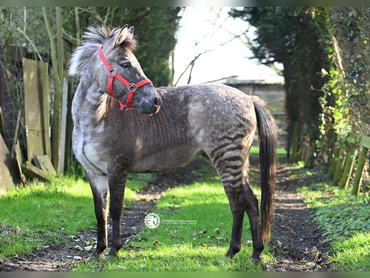 Other Breeds Mix Mare 3 years 11,2 hh in Heemskerk