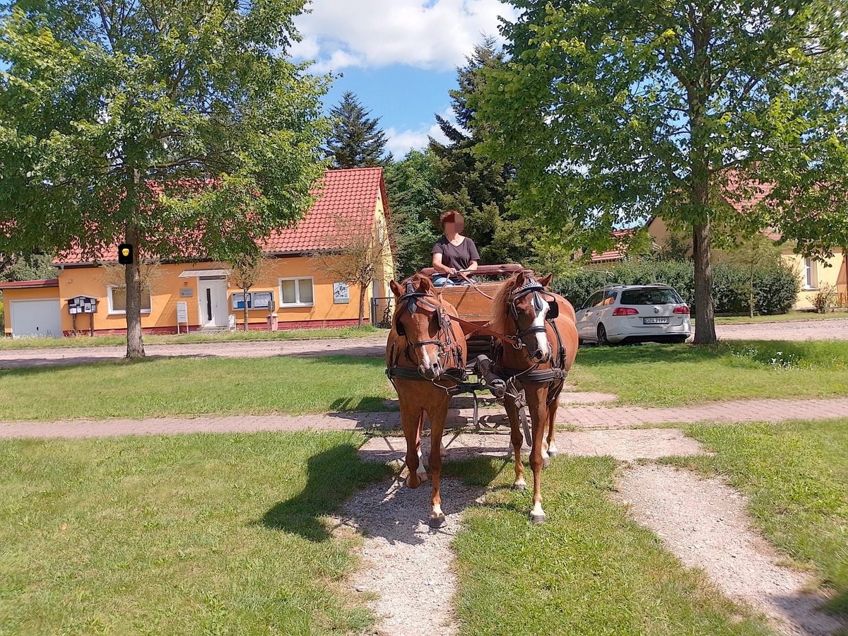 Other Breeds Mare 3 years 12,3 hh Chestnut-Red in Michendorf