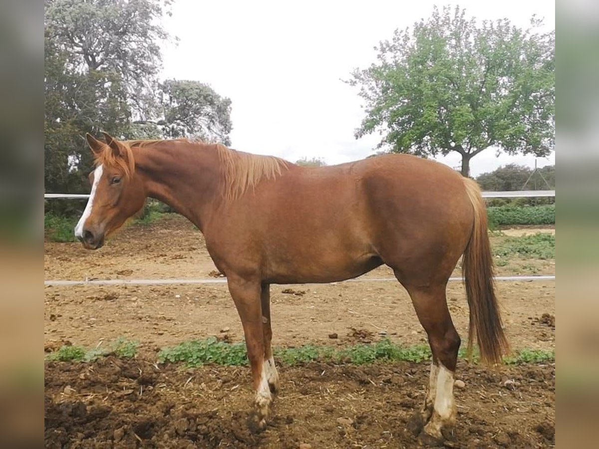 Other Breeds Mare 3 years 16,1 hh Chestnut-Red in Cañada Rosal