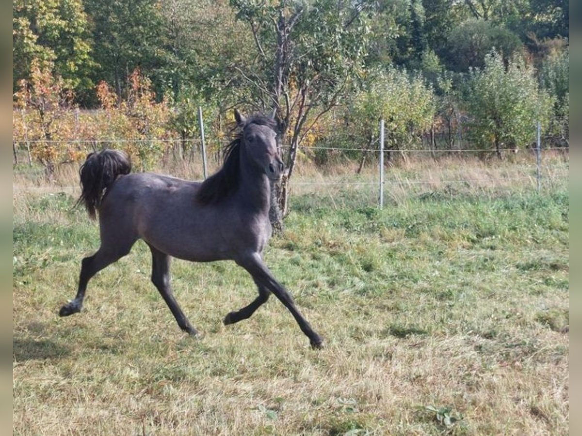 Other Breeds Mare 3 years in Landau i.d. Pfalz