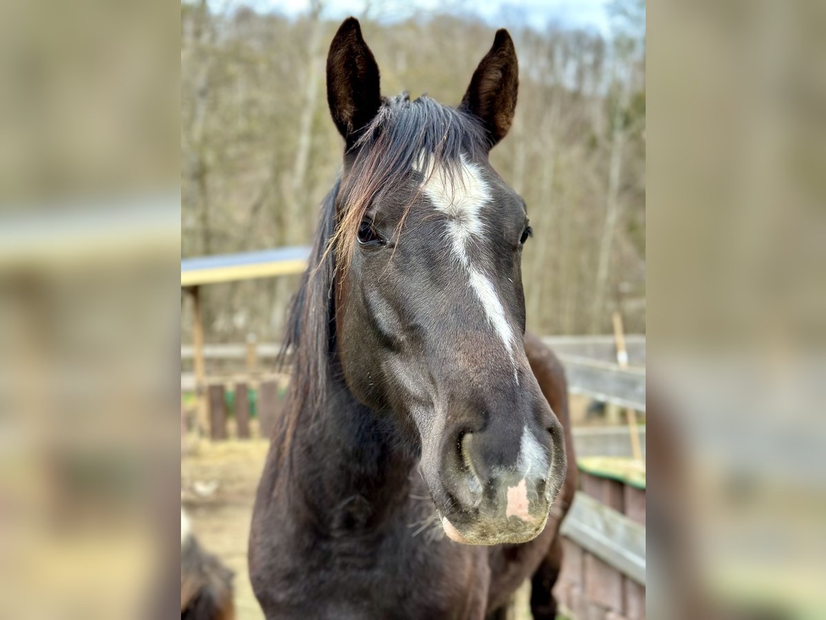 Other Breeds Mare 4 years 14,2 hh Black in Rabenau