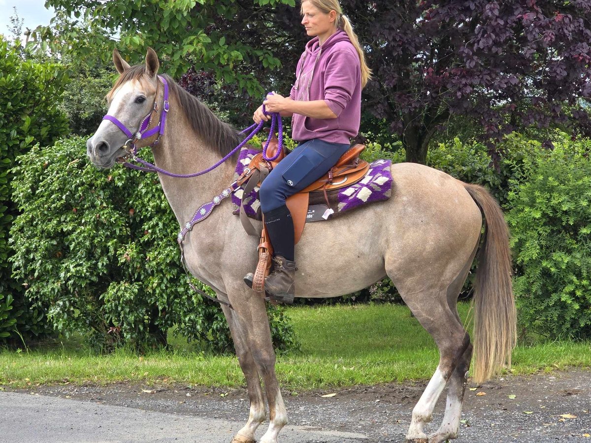 Other Breeds Mare 4 years 14,3 hh Brown Falb mold in Linkenbach