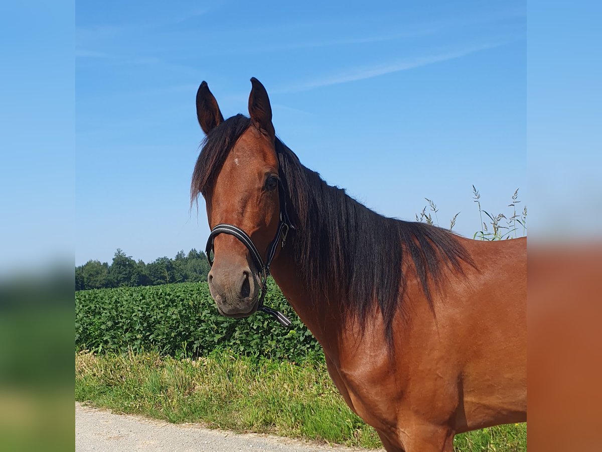 Other Breeds Mare 4 years 14,1 hh Brown in Steinhaus