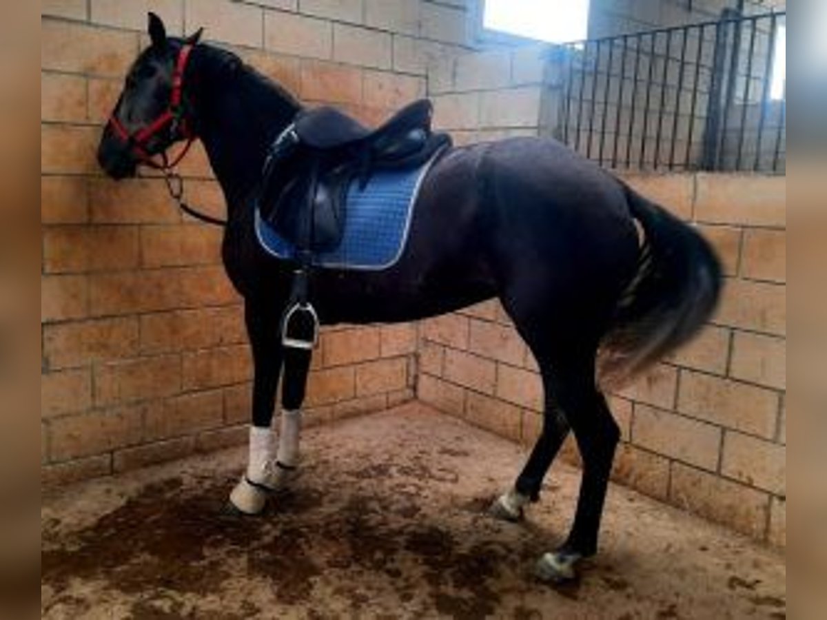 Other Breeds Mix Mare 4 years 15,1 hh Gray in Gijon