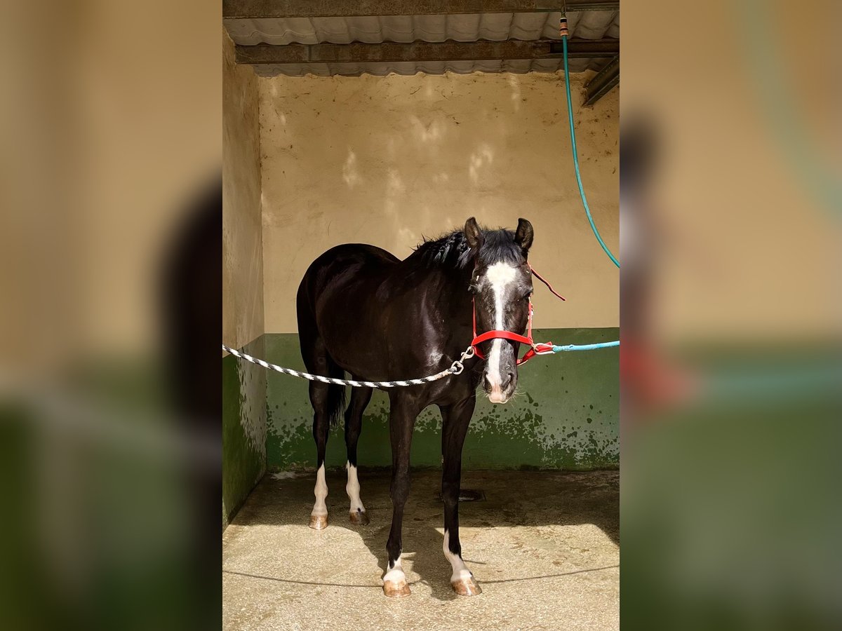 Other Breeds Mix Mare 4 years 15,2 hh Black in Almafra (Zona)