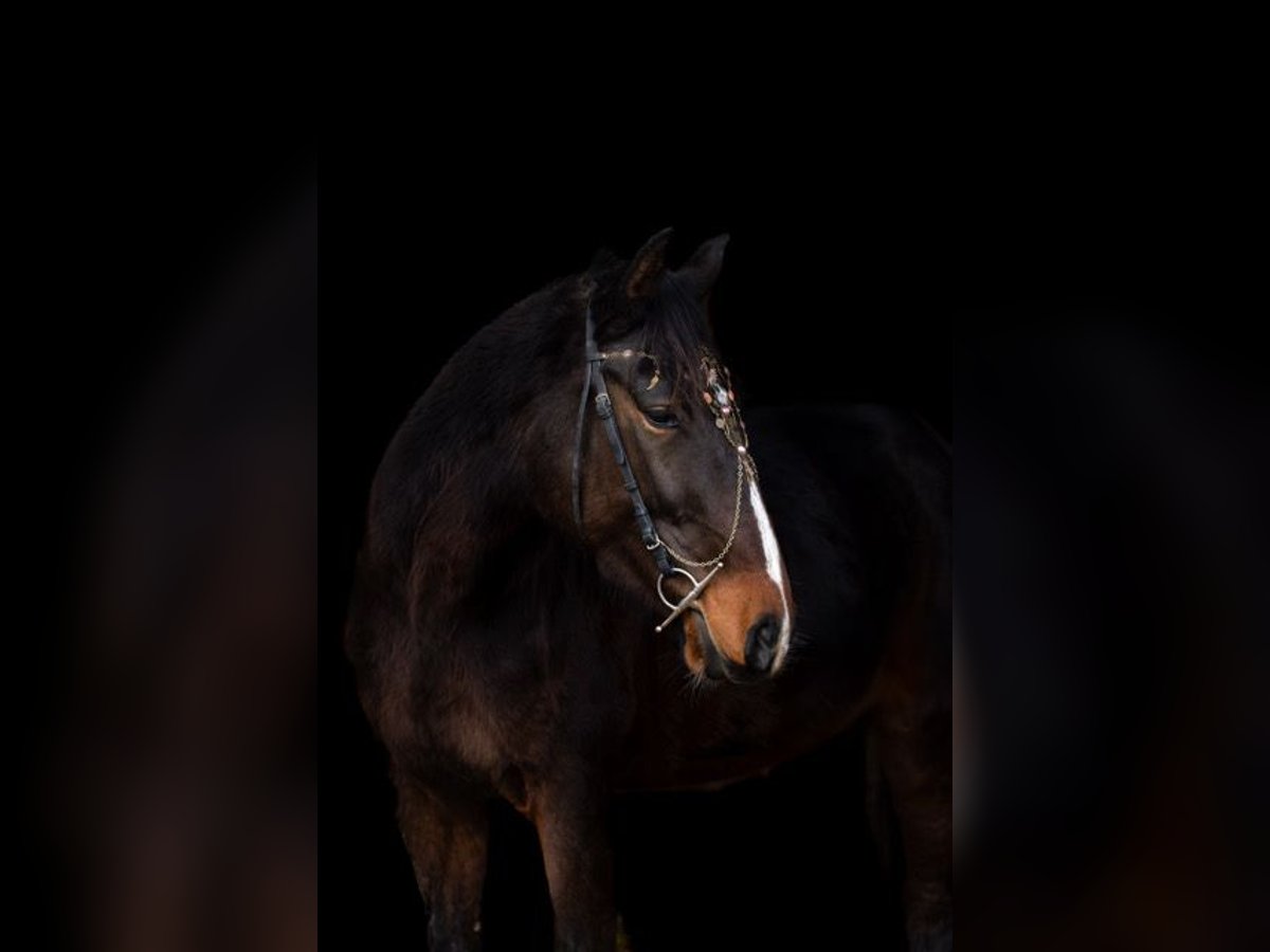 Other Breeds Mare 4 years 15,2 hh Brown in Rohlfshagen