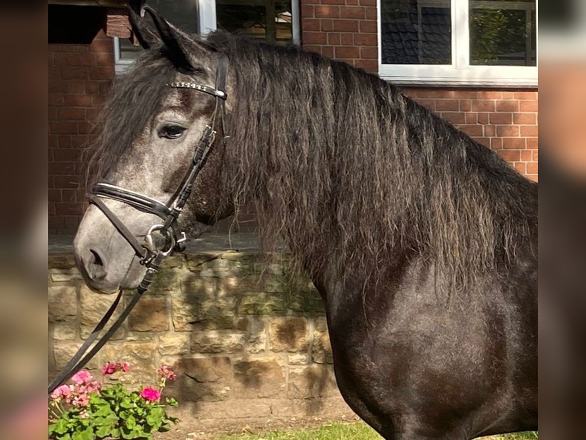 Other Breeds Mare 4 years 15,2 hh Gray-Dark-Tan in Hopsten