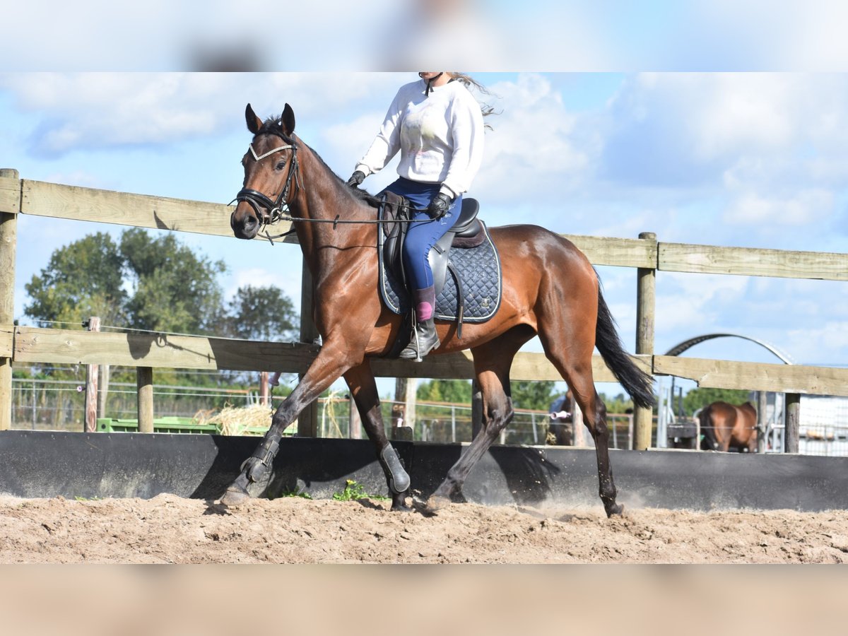 Other Breeds Mare 4 years 15,1 hh Brown in Achtmaal