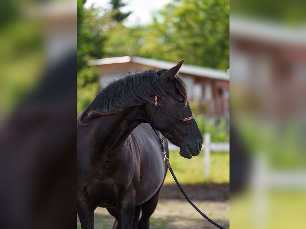 Other Breeds Mare 4 years 15,3 hh Bay-Dark in Dorog