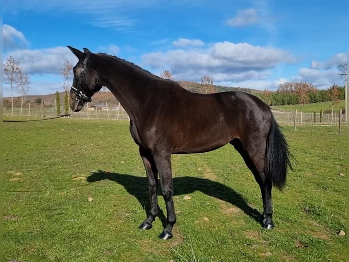 Other Breeds Mix Mare 4 years 16 hh Bay in Gijon