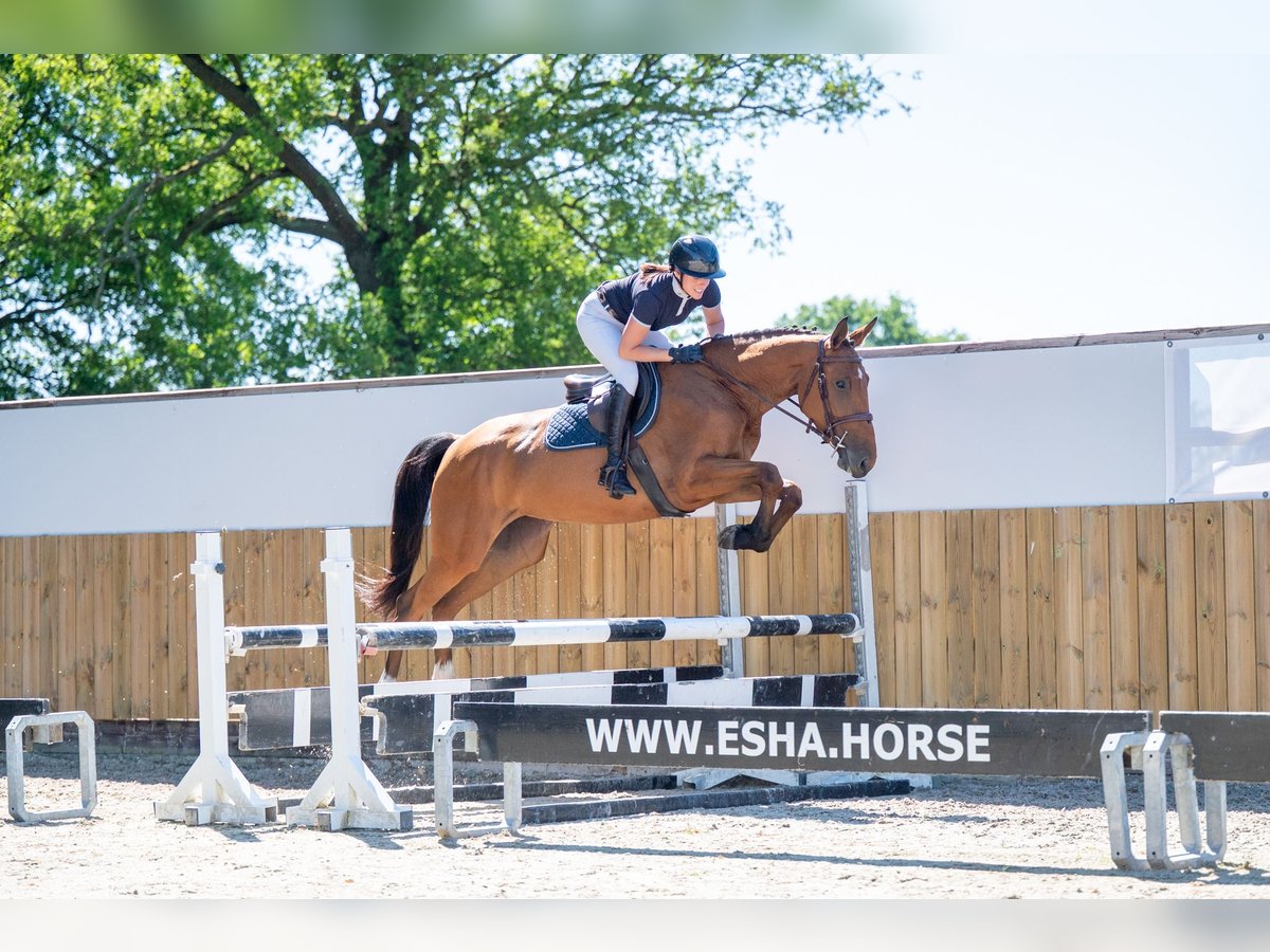 Other Breeds Mare 4 years 16 hh in GROTE-BROGEL