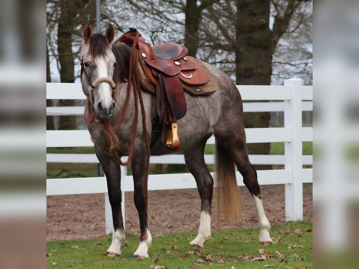 Other Breeds Mix Mare 5 years 14,2 hh Brown Falb mold in Oberhausen