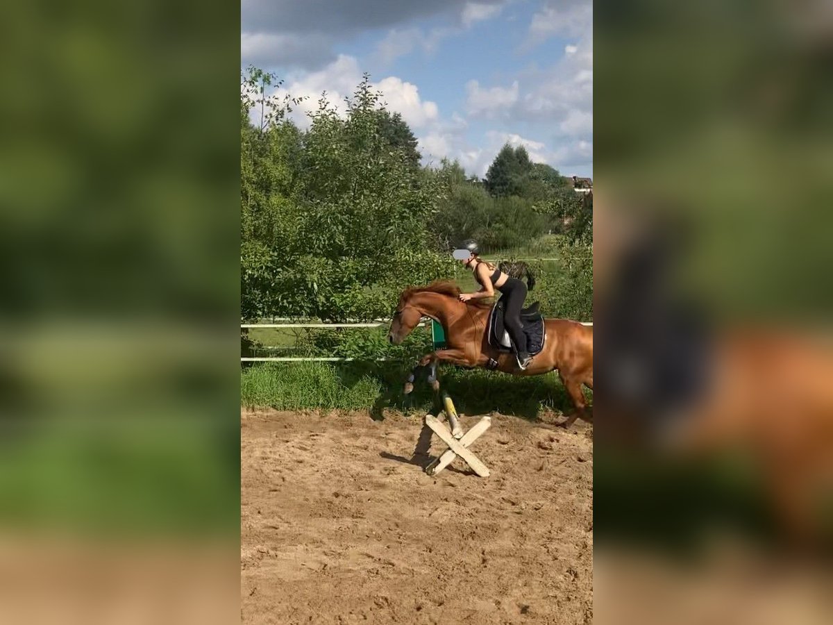 Other Breeds Mix Mare 5 years 14,2 hh Chestnut-Red in Bienenbüttel