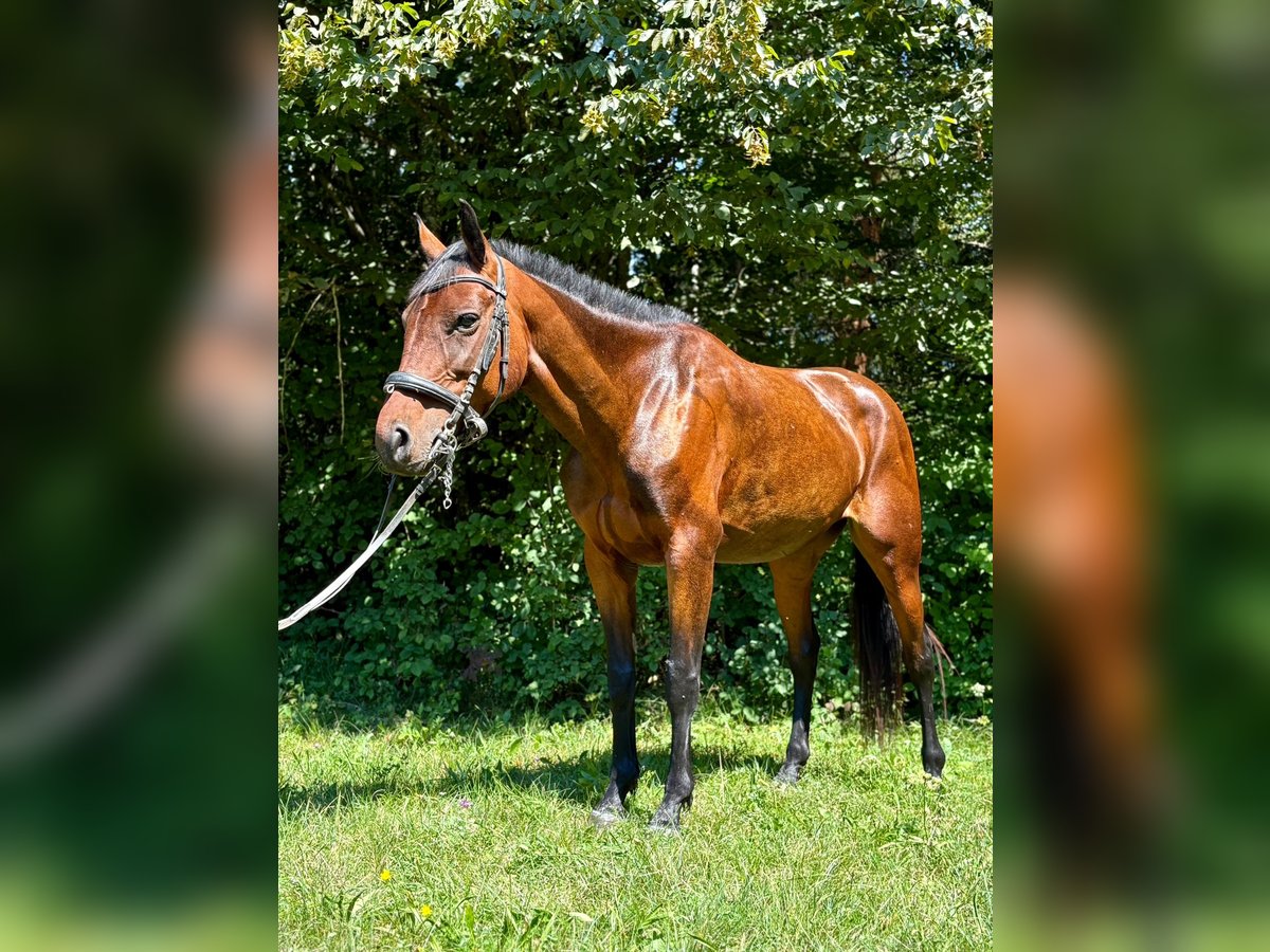Other Breeds Mix Mare 5 years 14,1 hh Bay in Skofljica