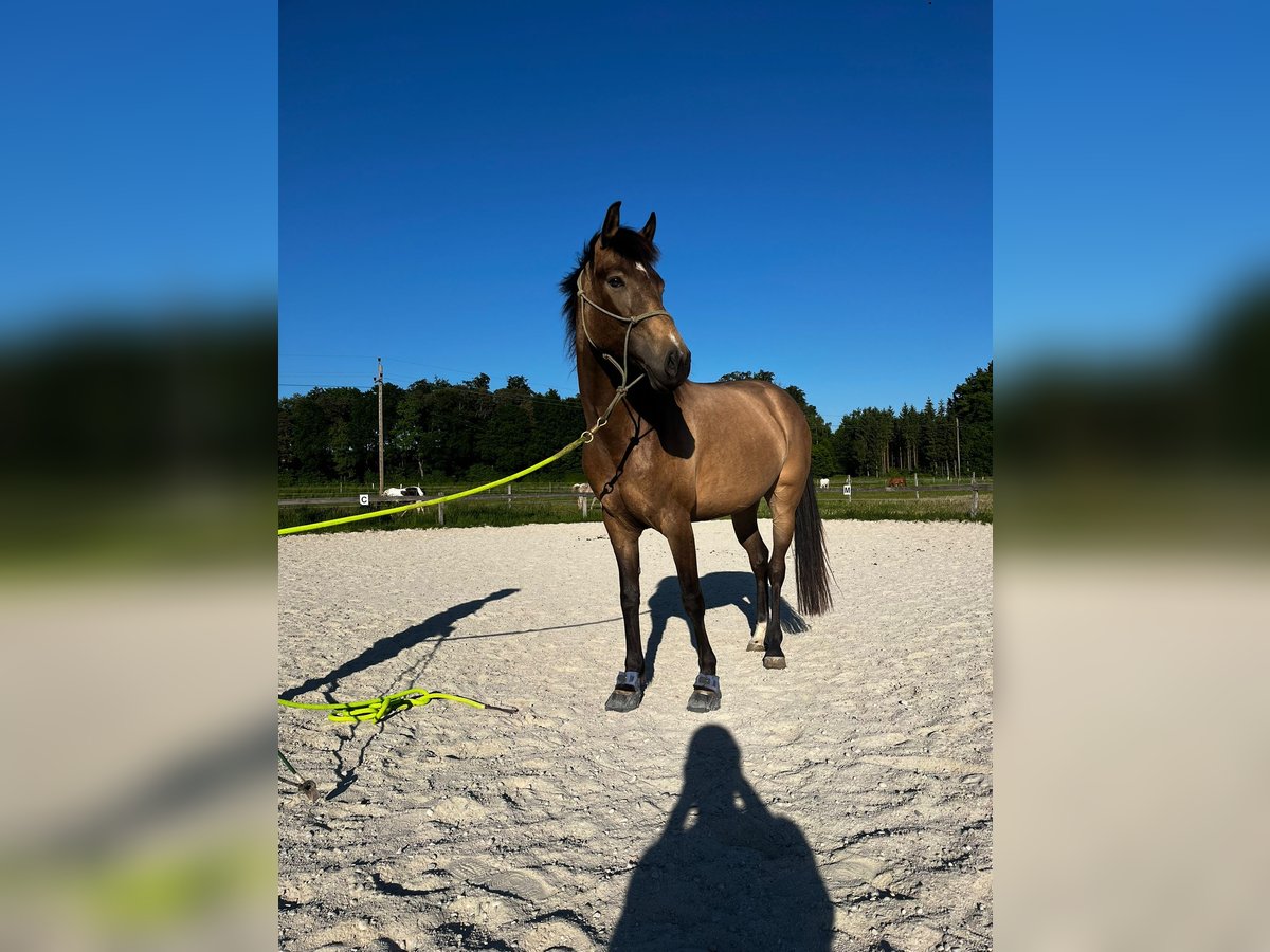 Other Breeds Mix Mare 5 years 14,3 hh Dun in Neukirchen an der Enknach