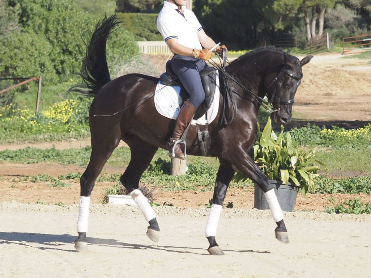 Other Breeds Mare 5 years 15,2 hh Black in NAVAS DEL MADRONO