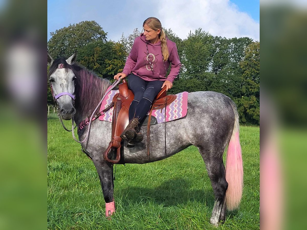 Other Breeds Mare 5 years 15,2 hh Gray-Dapple in Linkenbach