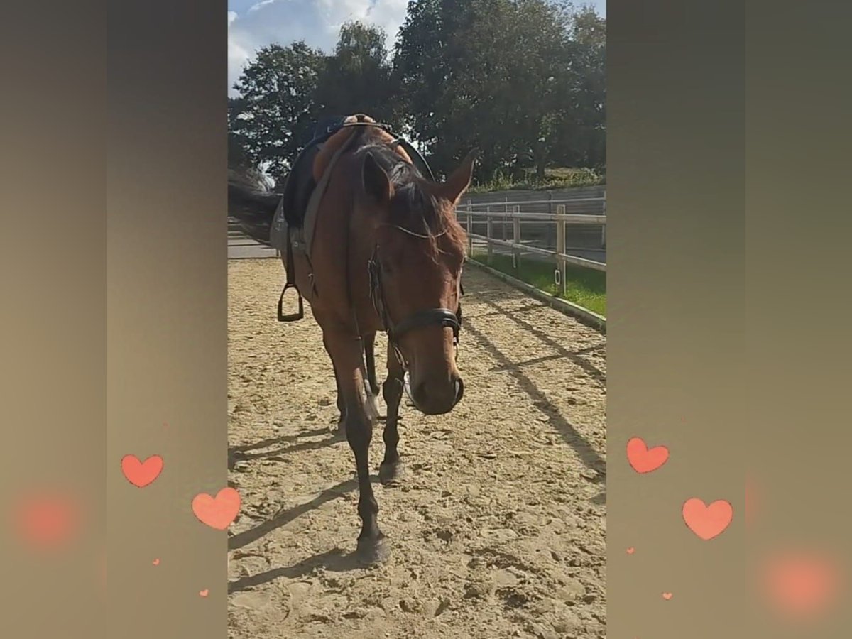 Other Breeds Mare 5 years 15,3 hh Brown in Erkelenz