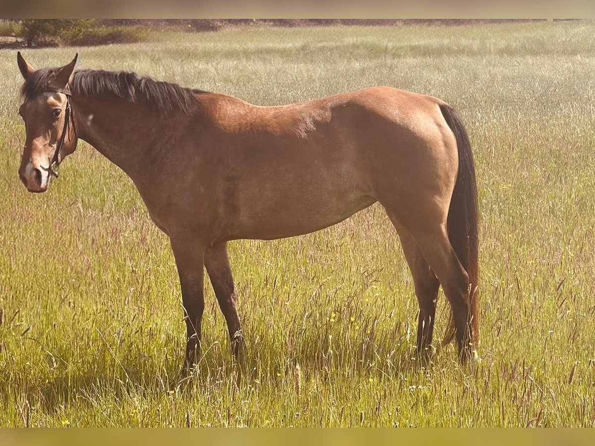 Other Breeds Mare 5 years 15,1 hh Roan-Bay in Rheinbach