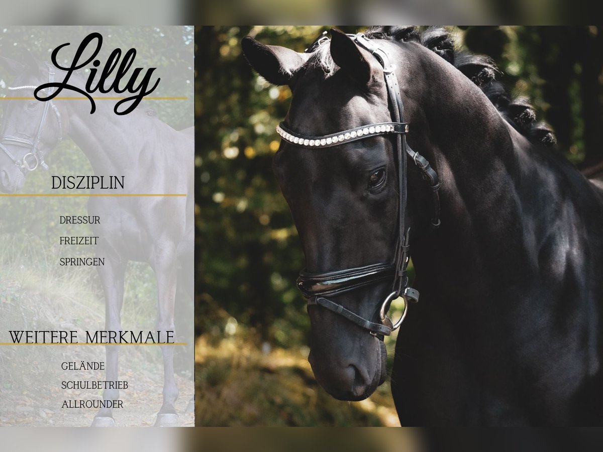 Other Breeds Mare 5 years 15,2 hh Black in Nettersheim