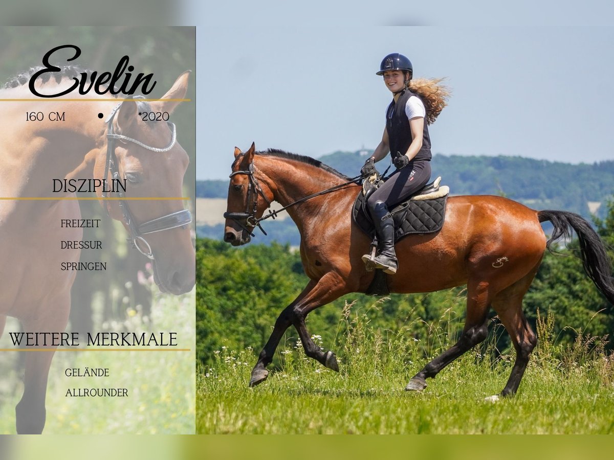 Other Breeds Mare 5 years 15,2 hh Brown in Nettersheim