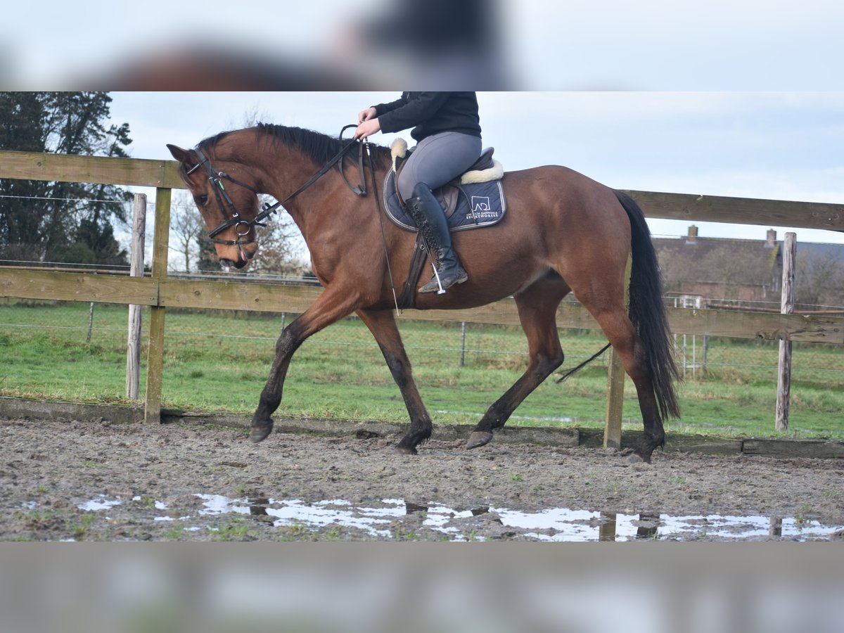 Other Breeds Mare 5 years 16 hh Brown in Achtmaal