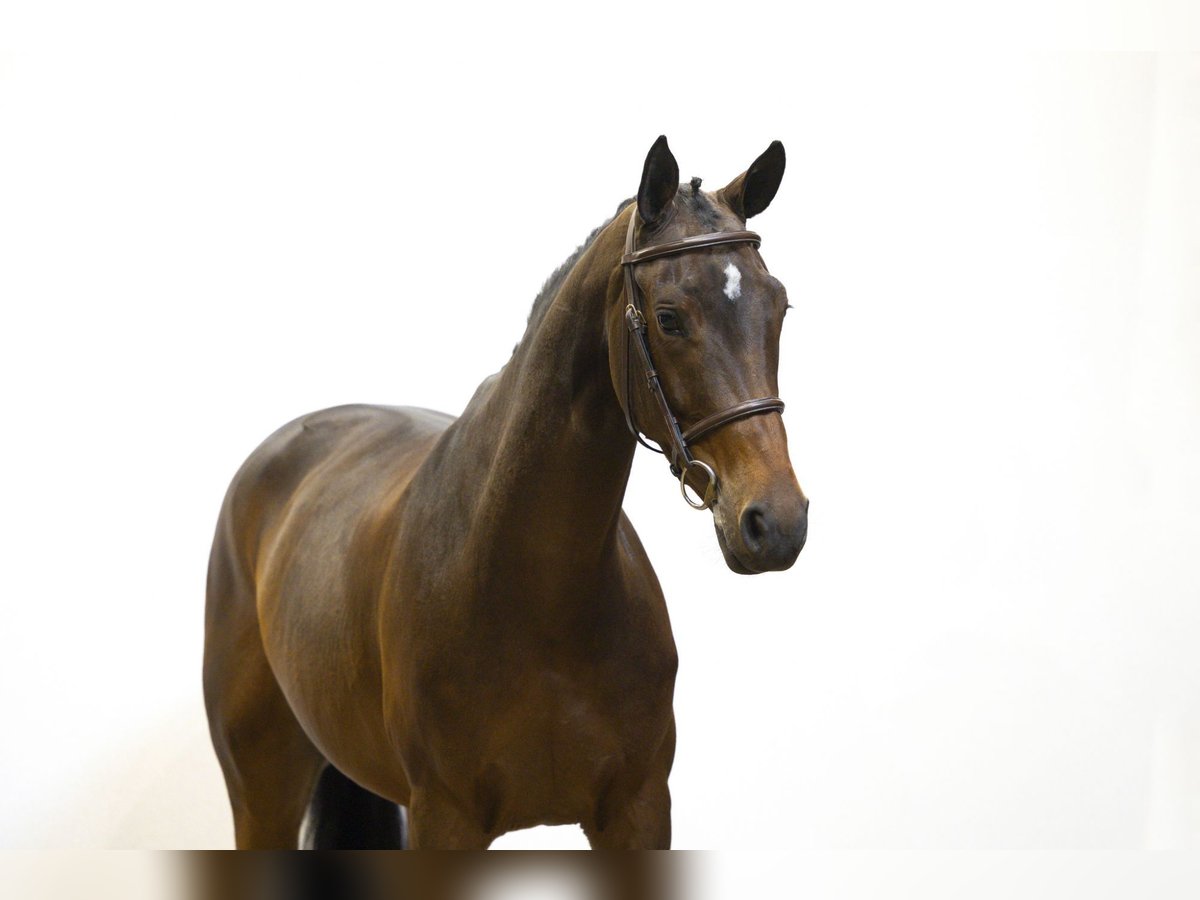 Other Breeds Mare 5 years 16 hh Brown in Waddinxveen Other Breeds Mare 5 years 16 hh Brown in Waddinxveen