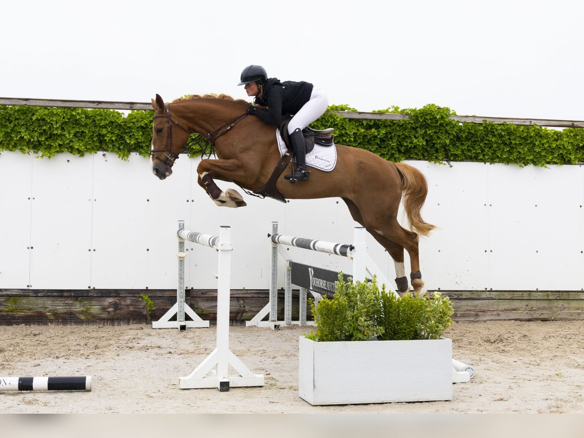 Other Breeds Mare 5 years 16,3 hh Chestnut-Red in Waddinxveen