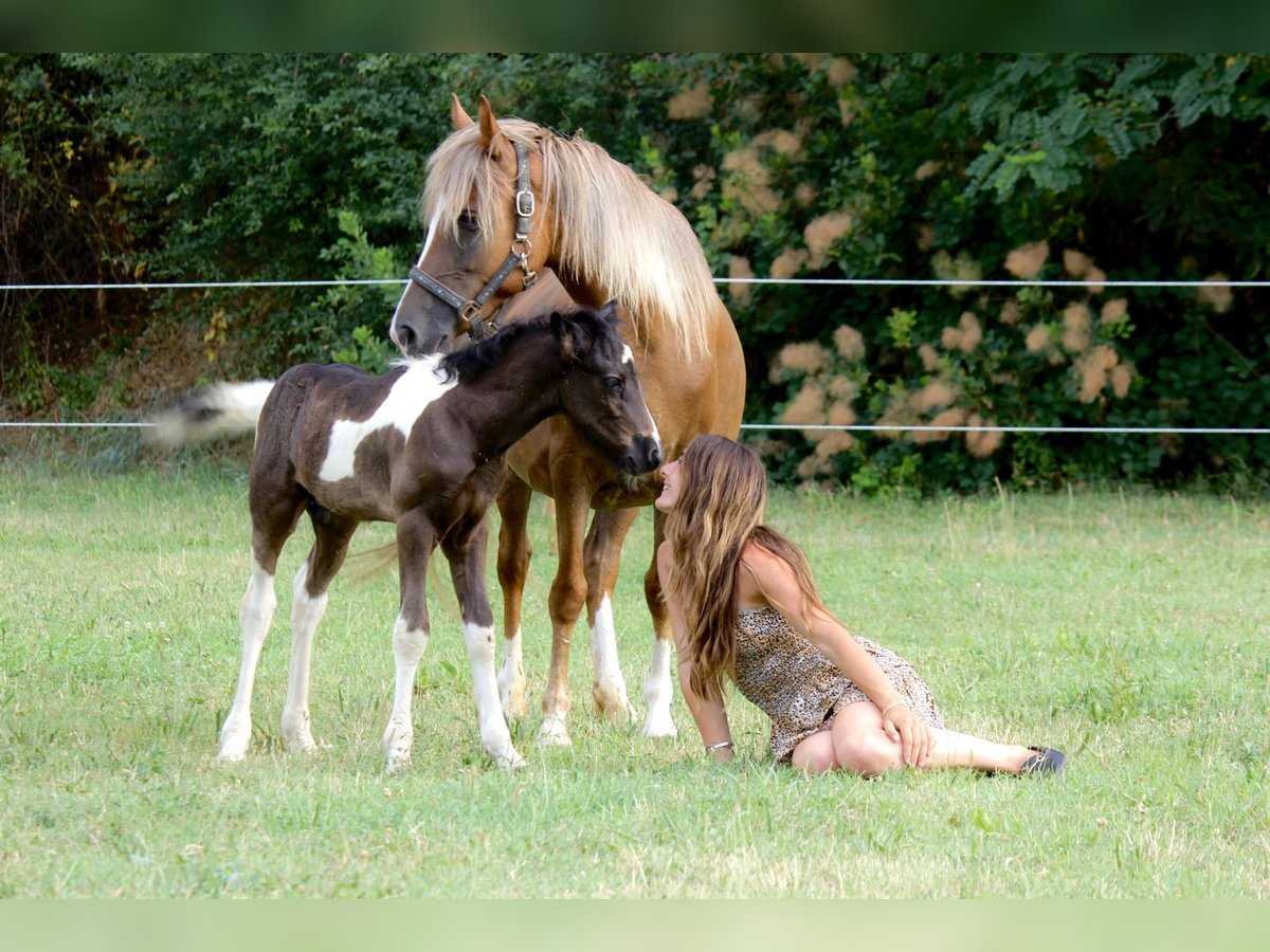 Other Breeds Mare 6 years 13,2 hh Chestnut-Red in Boccaleone