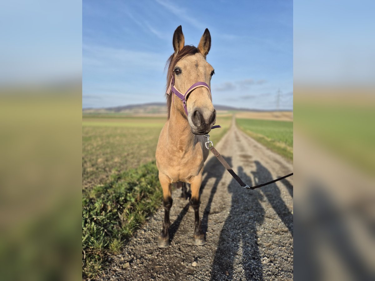 Other Breeds Mare 6 years 13,3 hh Dun in Korneuburg