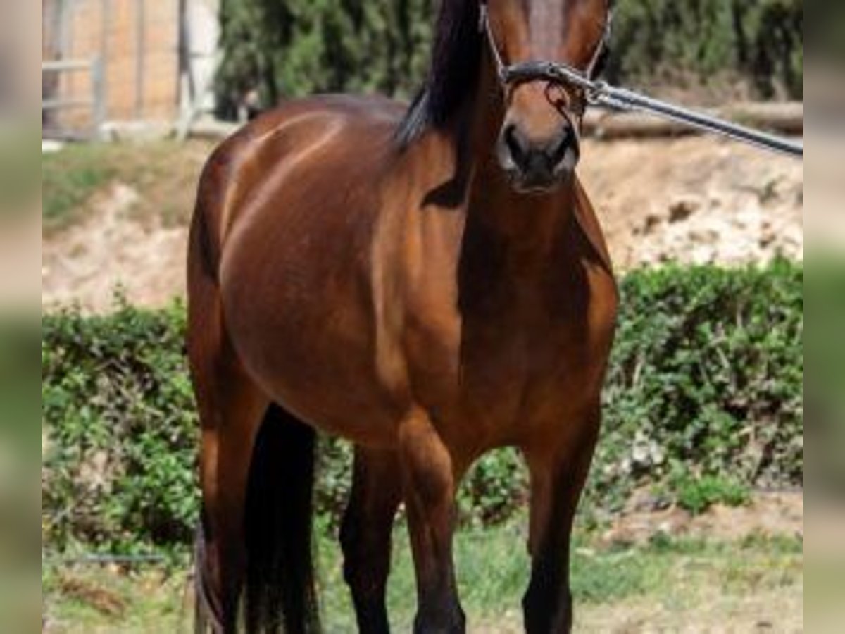 Other Breeds Mix Mare 6 years 14,2 hh Bay in ALICANTE