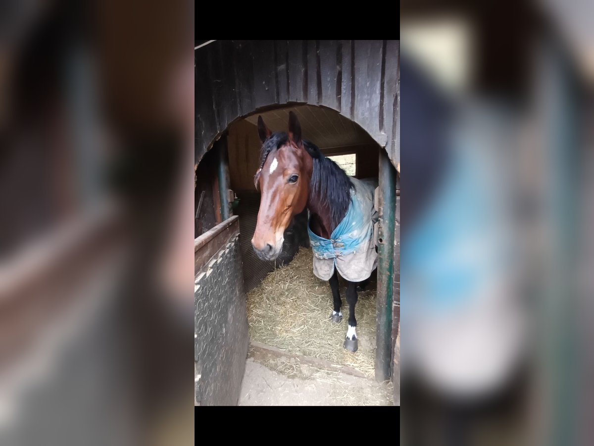 Other Breeds Mare 6 years 14,3 hh Brown-Light in Schleißheim