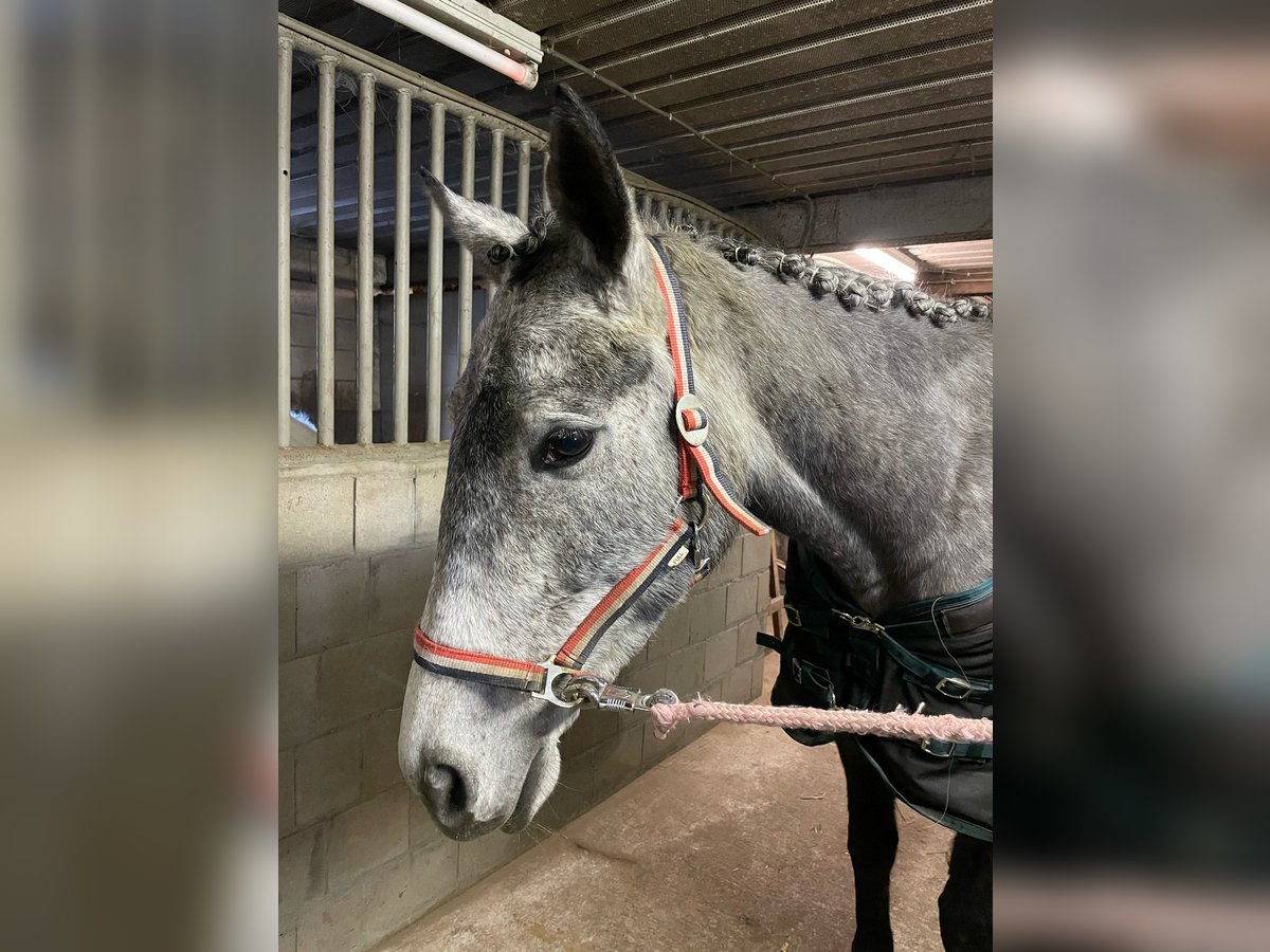 Other Breeds Mare 6 years 15,3 hh Gray in Venray