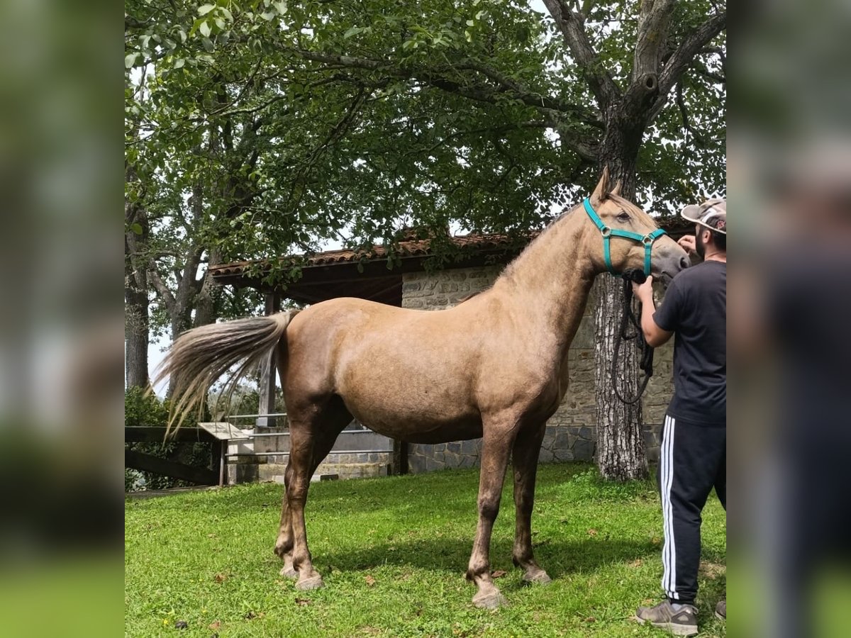 Other Breeds Mare 6 years 15,1 hh Palomino in Zaldibar