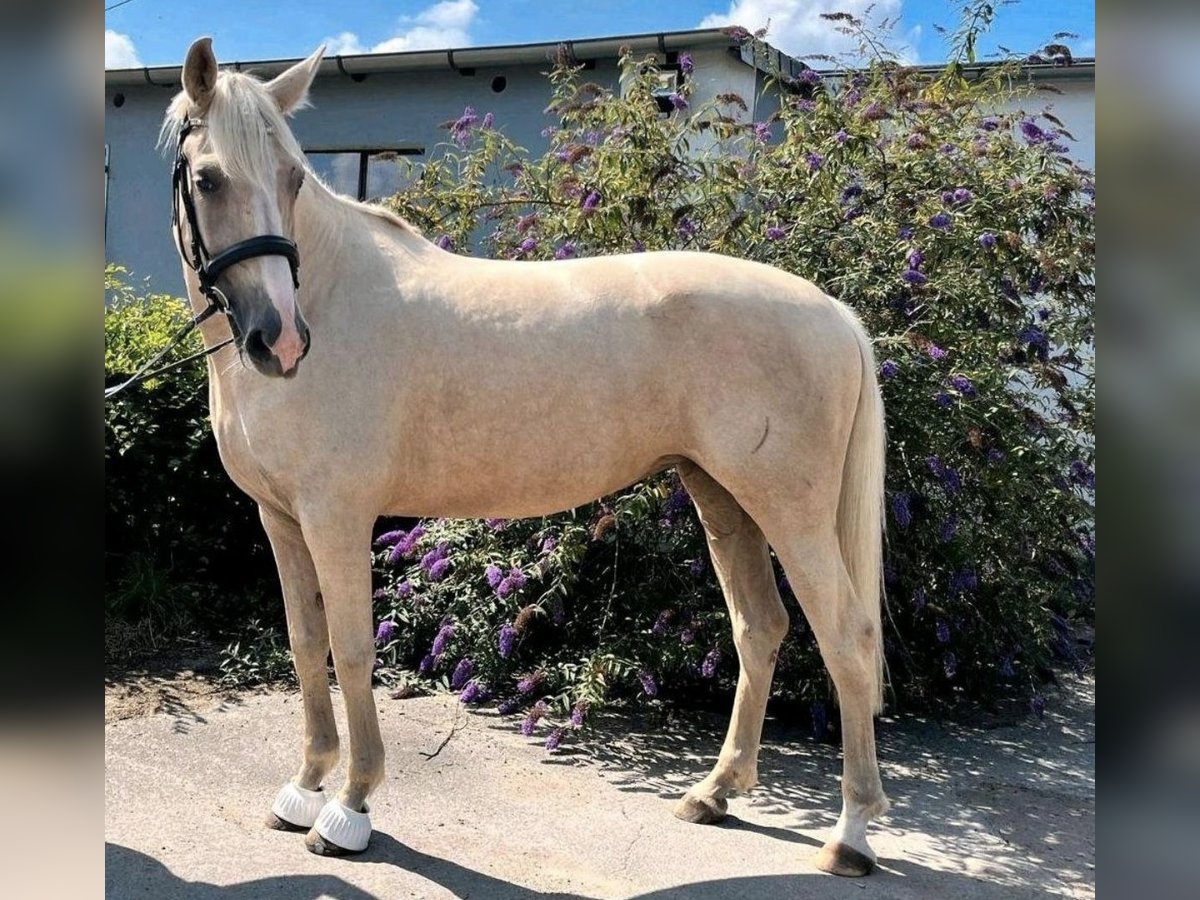 Other Breeds Mare 6 years 16,1 hh Palomino in Hannover