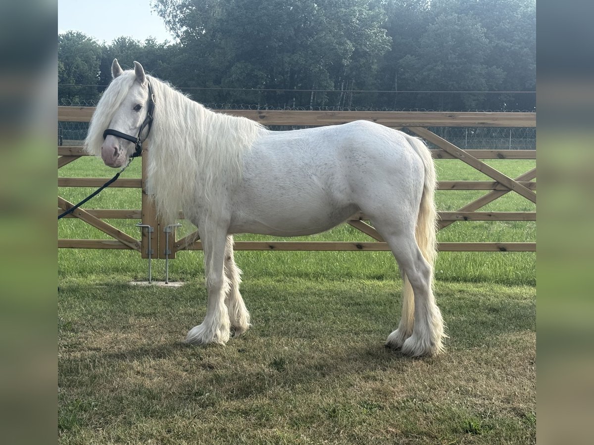 Other Breeds Mare 7 years 12 hh in GROTE-BROGEL