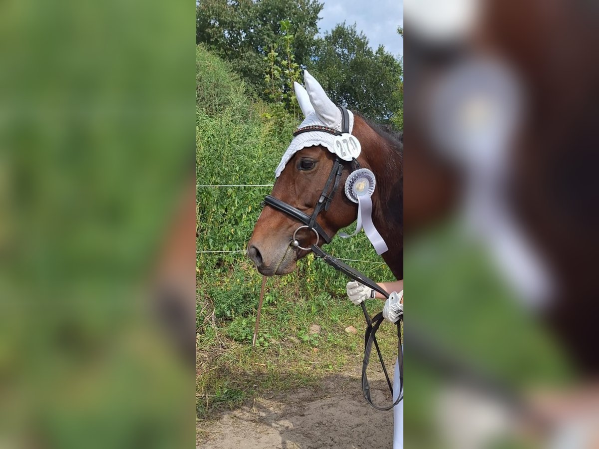Other Breeds Mix Mare 7 years 13,3 hh Brown in Zossen Nunsdorf Other Breeds Mix Mare 7 years 13,3 hh Brown in Zossen Nunsdorf