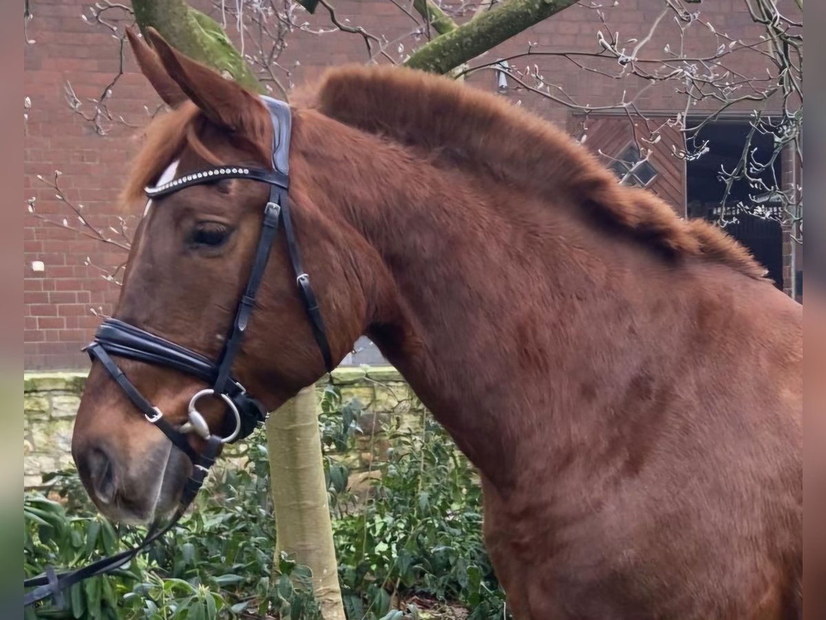 Other Breeds Mare 7 years 15,1 hh Chestnut-Red in Hopsten