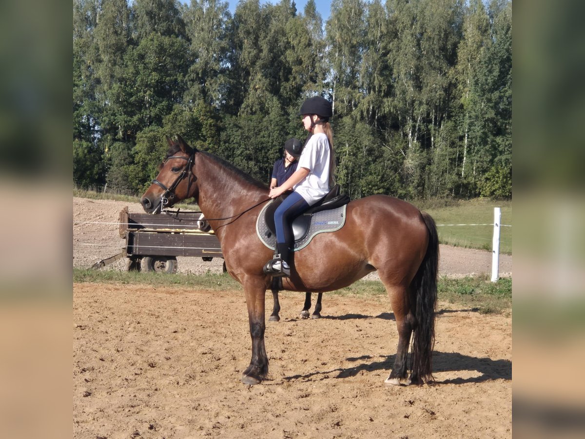 Other Breeds Mare 7 years 15,2 hh Bay in Telšiai, Lithuania