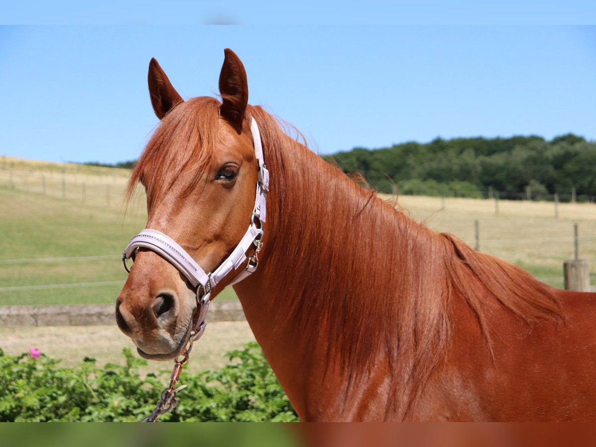 Other Breeds Mix Mare 7 years 15 hh Chestnut-Red in Nottuln
