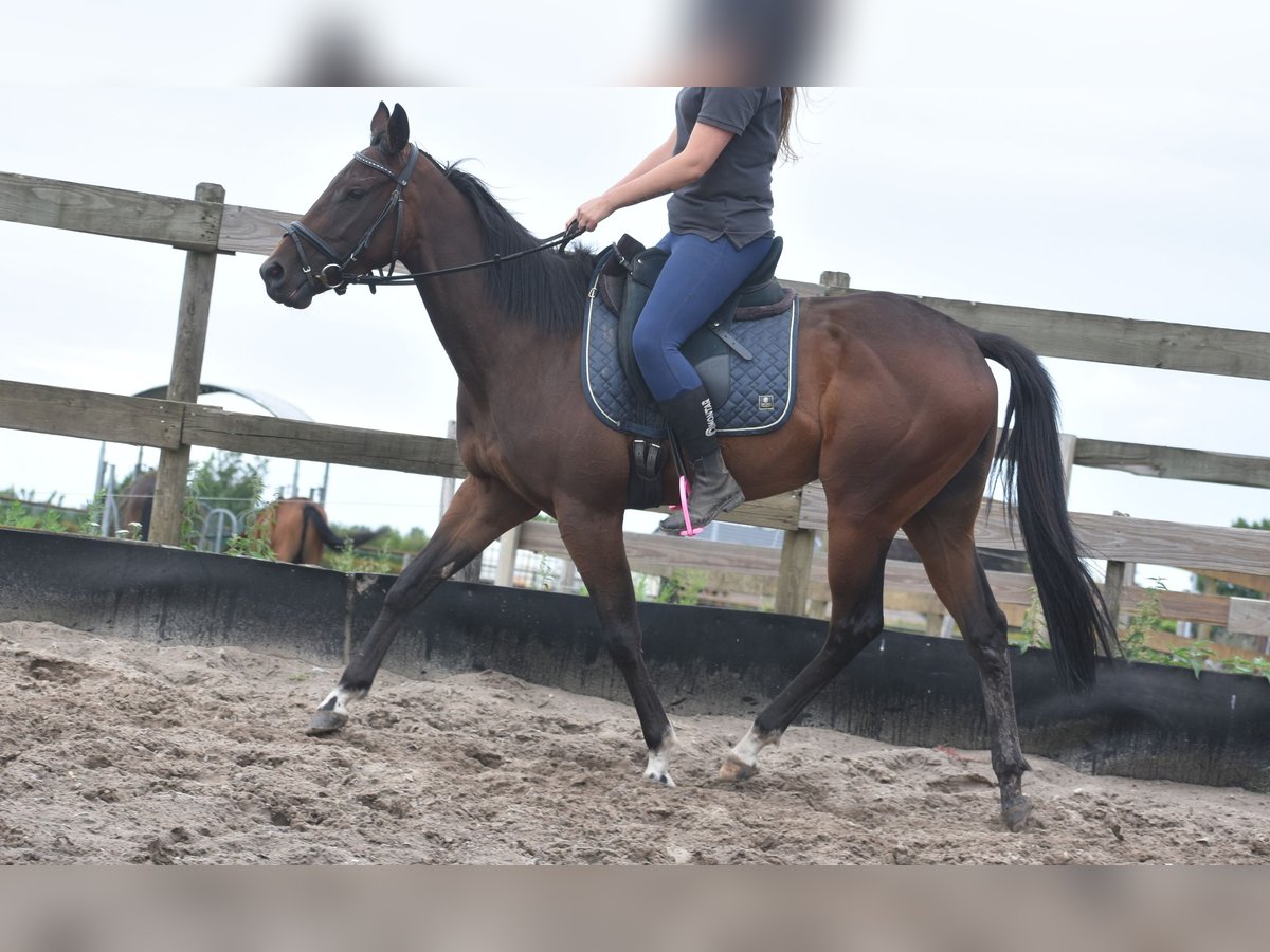 Other Breeds Mare 7 years 15,1 hh Bay-Dark in Achtmaal