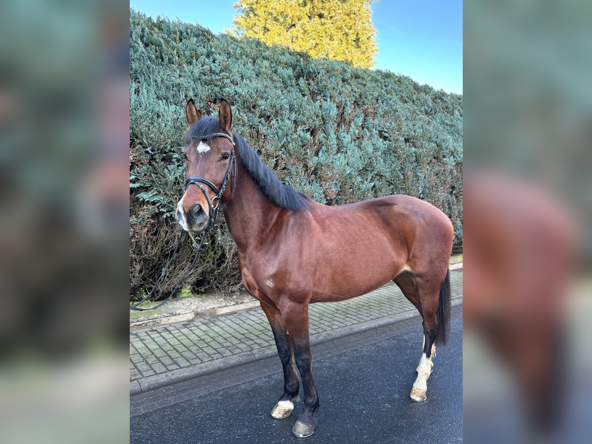 Other Breeds Mare 7 years 16 hh Brown in Mücke