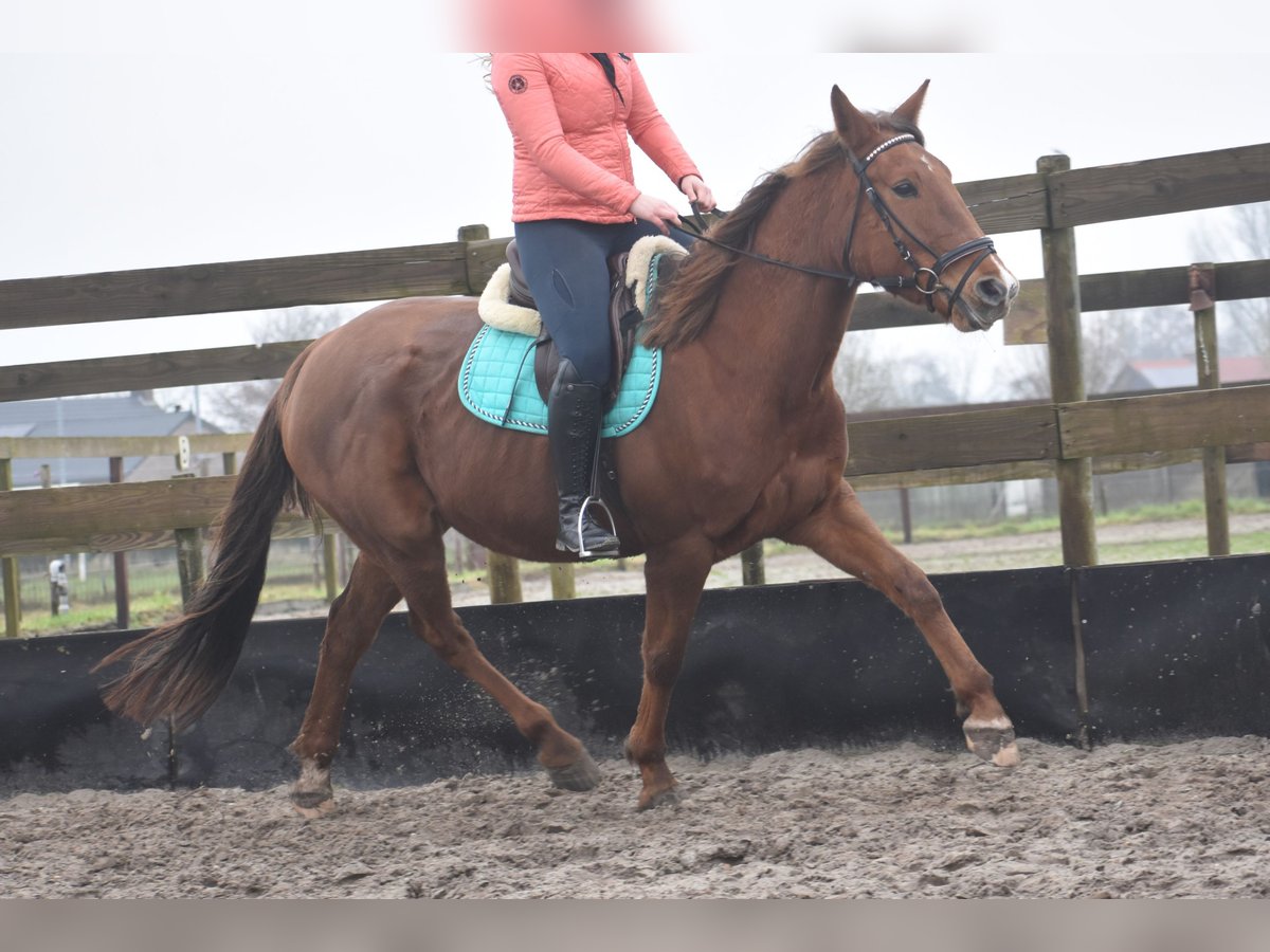 Other Breeds Mare 7 years 16 hh Chestnut-Red in Achtmaal