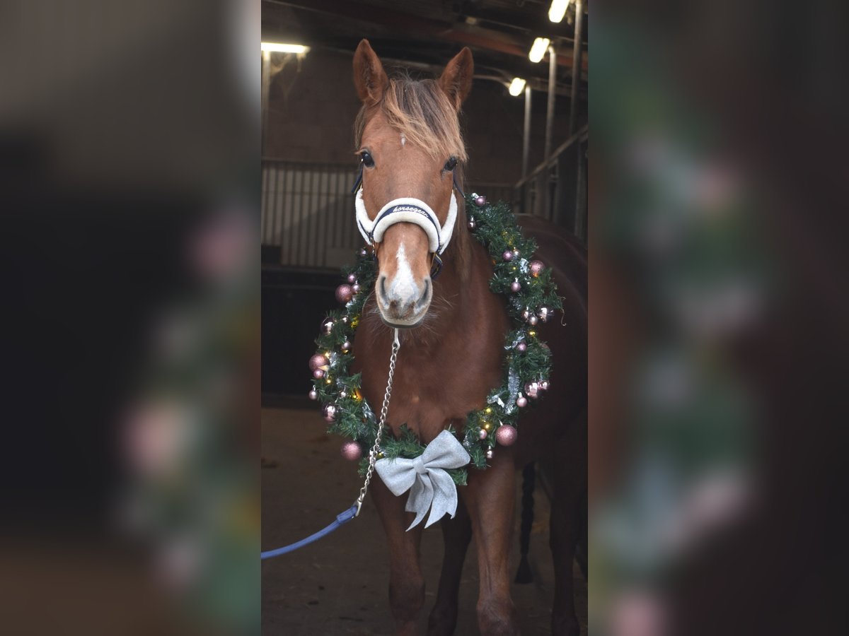 Other Breeds Mare 7 years 16 hh Chestnut-Red in Achtmaal