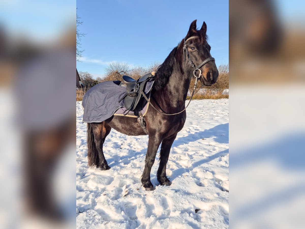 Other Breeds Mix Mare 8 years 13,2 hh Black in Am Großen Bruch