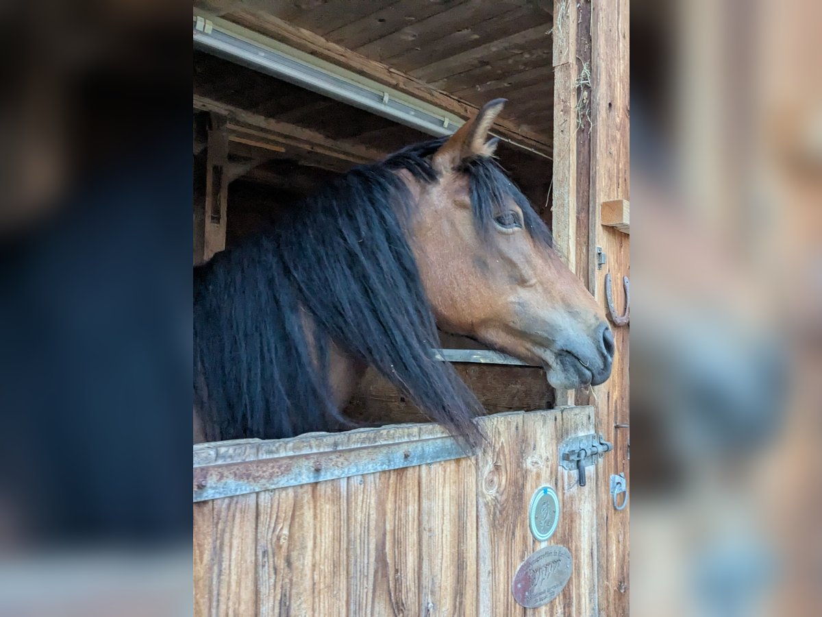 Other Breeds Mix Mare 8 years 13,2 hh Brown in Fischbachau Other Breeds Mix Mare 8 years 13,2 hh Brown in Fischbachau