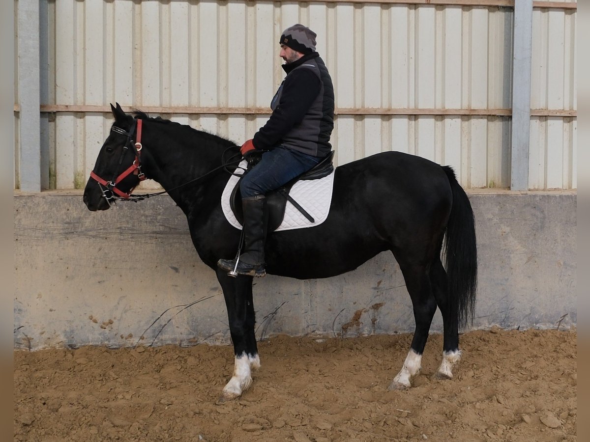 Other Breeds Mare 8 years 14,2 hh Black in Buttst&#xE4;dt