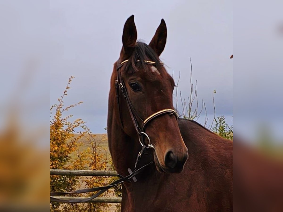 Other Breeds Mix Mare 8 years 15,3 hh Brown in Leipzig