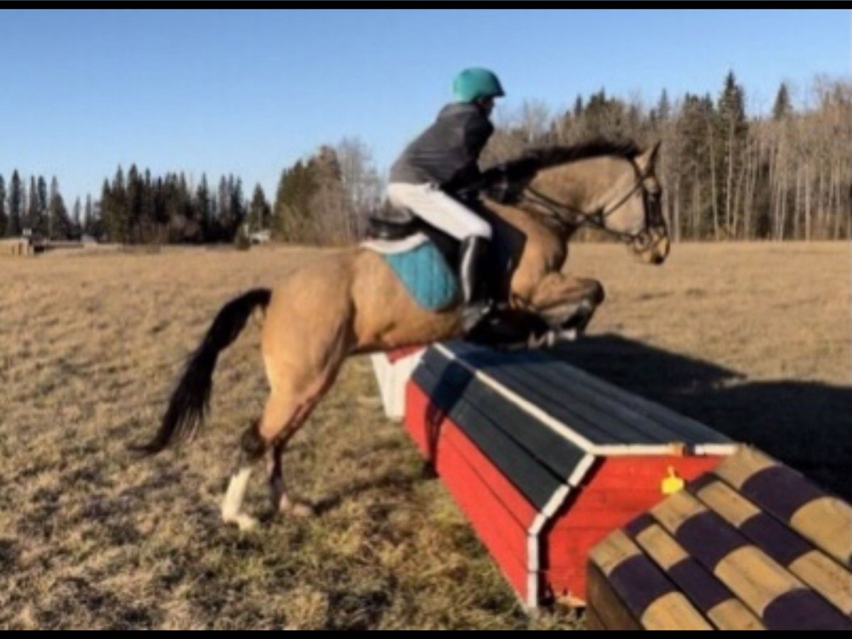 Other Breeds Mix Mare 8 years 15 hh Dun in Red Deer Alberta